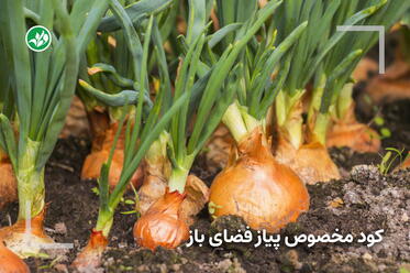 کود مخصوص پیاز فضای باز