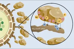 اهمیت نقش ظرفیت تبادل کاتیونی خاک