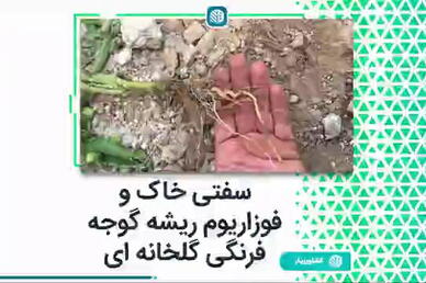سفتی خاک و فوزاریوم ریشه گوجه فرنگی گلخانه‌ای