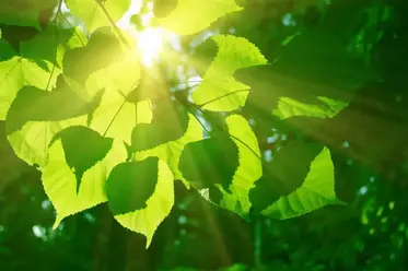 نقش دما در فوتوسنتز گیاهان