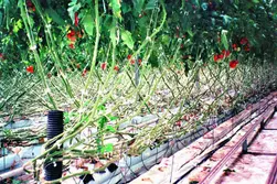 نور طبیعی خورشید در رشد گیاه گوجه‌فرنگی