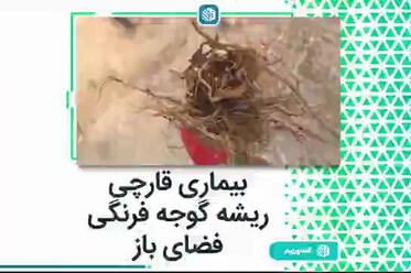 بیماری قارچی ریشه گوجه فرنگی فضای باز