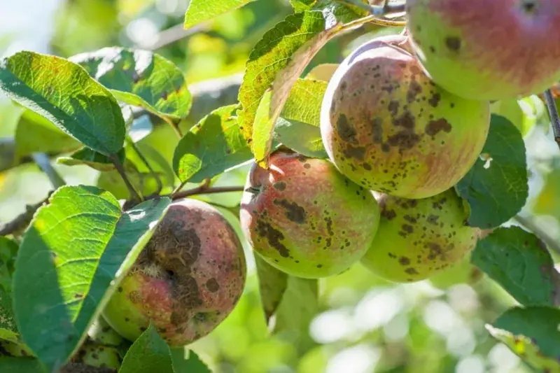 آسیب ناشی از لکه سیاه سیب