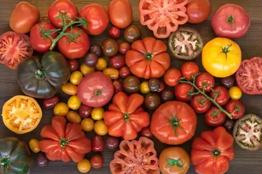 گوجه فرنگی با رنگ های مختلف