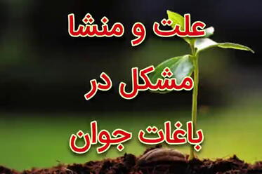 علت و منشا مشکل در باغات جوان