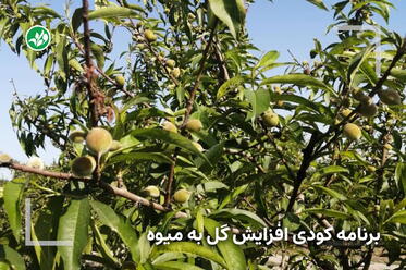 برنامه کودی افزایش تبدیل گل به میوه درختان