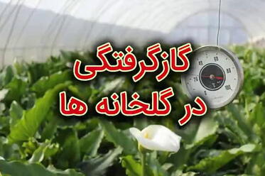گاز گرفتگی در گلخانه