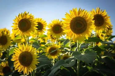 بوته آفتاب گردان در مزرعه