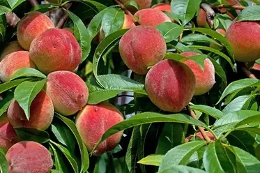 بیماری‌های شایع درخت هلو