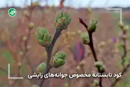 کود تابستانه مخصوص جوانه‌های زایشی