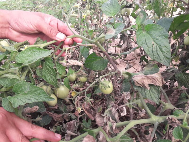 کپک خاکستری گوجه فرنگی