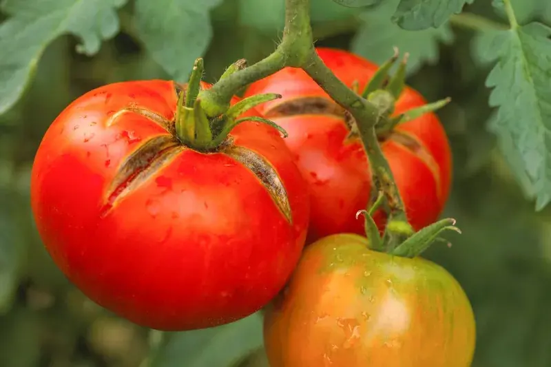 گوجه فرنگی ترک خورده