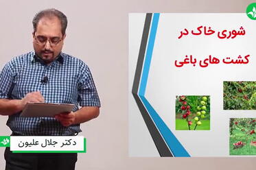 شوری بستر کشت باغی