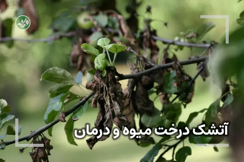 آتشک درختان میوه