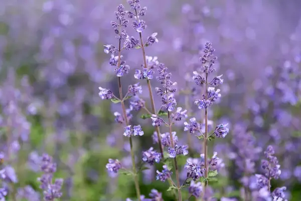 نعنای گربه‌ای