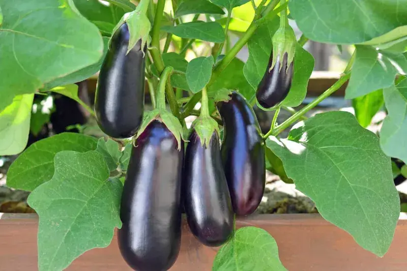بادمجان در بوته