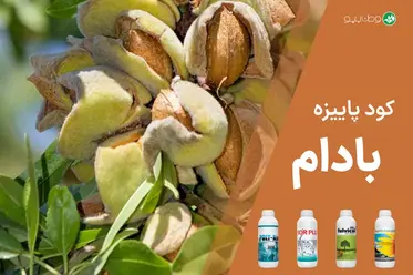 کود پاییزه بادام