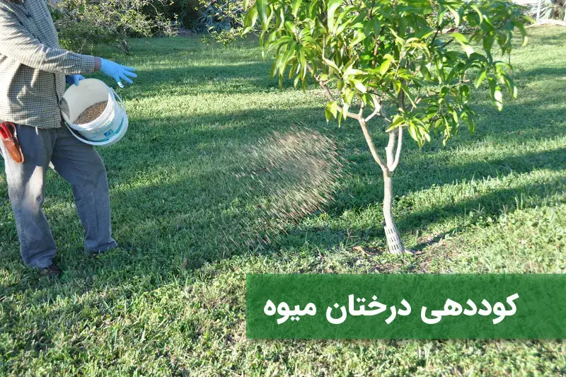زمان و شیوه‌ی کود‌دهی به درختان میوه