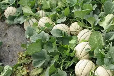 بوته‌های طالبی