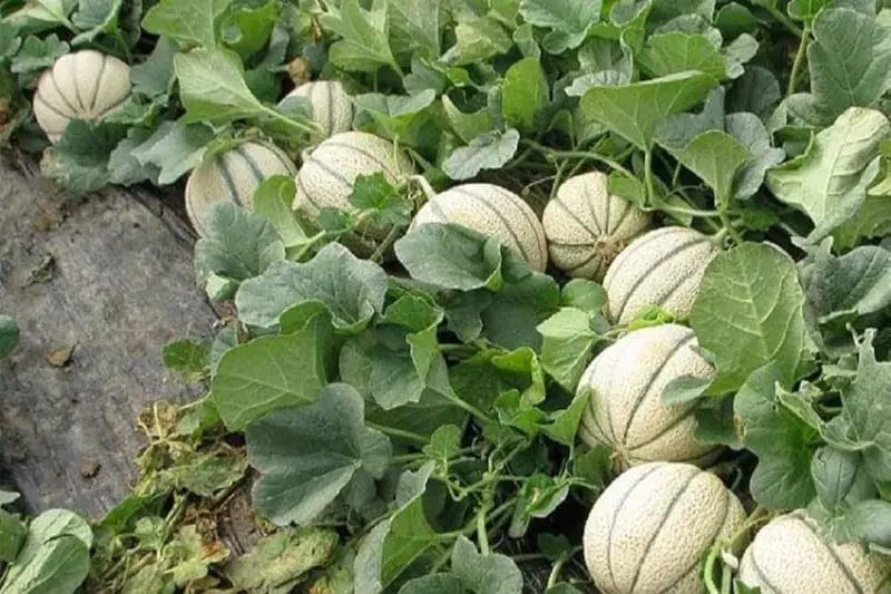 بوته‌های طالبی