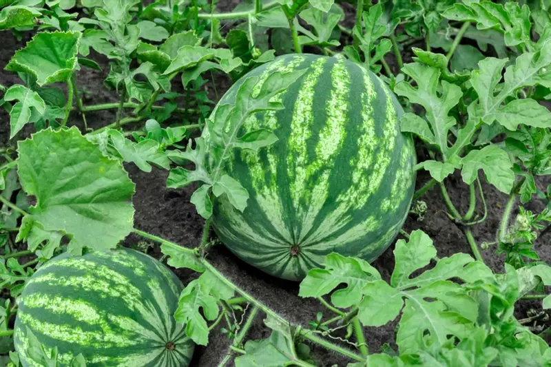 بوته هندوانه