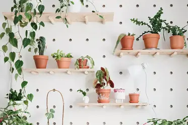 گیاهان آپارتمانی روی شلف دیواری