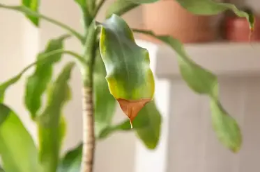علت سوختگی نوک برگ گیاهان