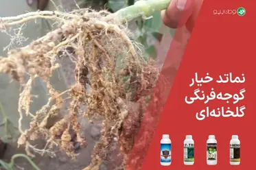 نماتد خیار و گوجه فرنگی گلخانه