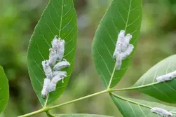 شپشک روی برگ