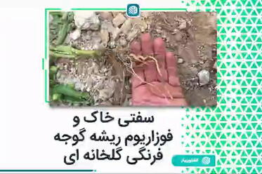 سفتی خاک و فوزاریوم ریشه گوجه فرنگی گلخانه‌ای