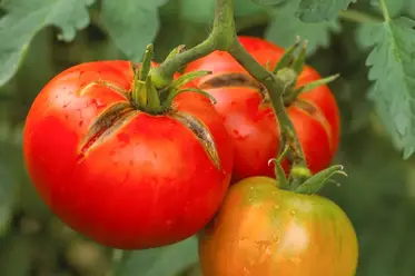 گوجه فرنگی ترک خورده