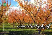 کود پاییزه سیب