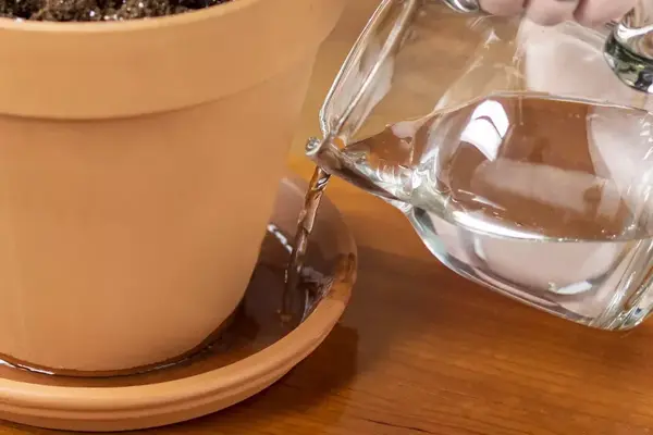 آبیاری از پایین گلدان
