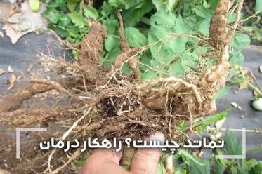 نماتد چیست و چطور می‌توان آن را درمان کرد