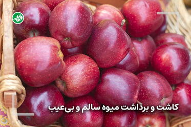 کاشت و برداشت میوه سالم و بی‌عیب