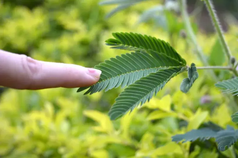 لمس کردن برگ گیاه