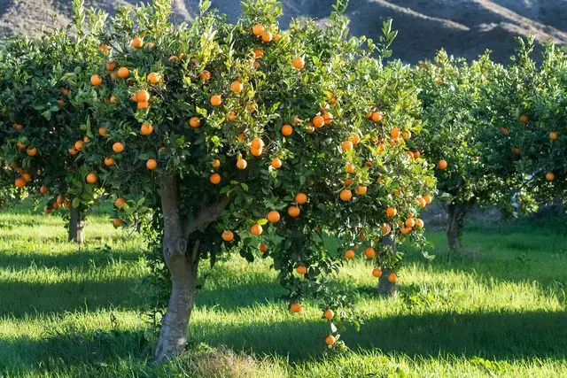 بیمارهای شایع درخت پرتغال