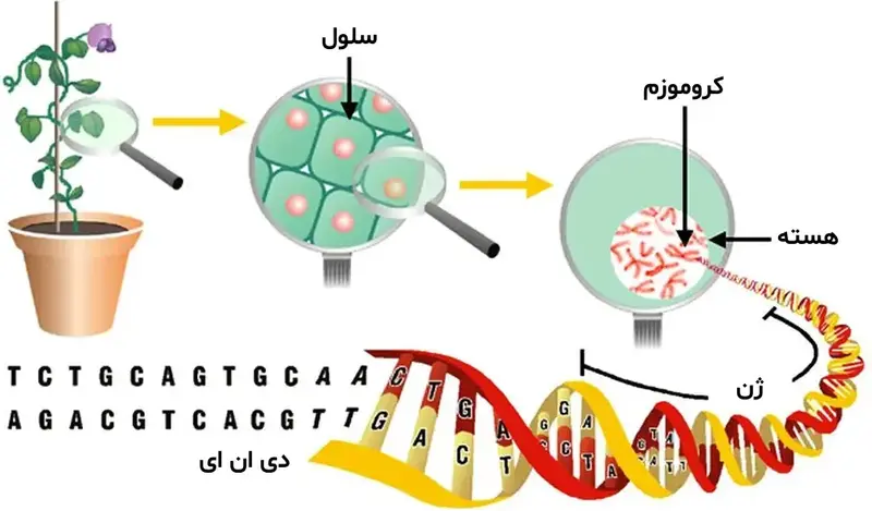 ساختار ژنوم سلول گیاهی