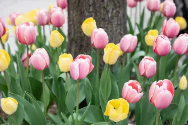 گل‌های لاله