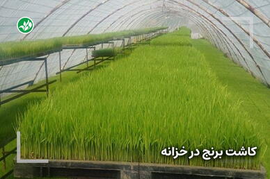 کاشت برنج در گلخانه