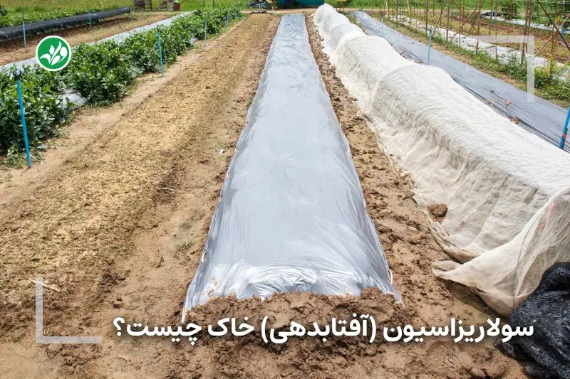 سولاریزاسیون (آفتابدهی) خاک