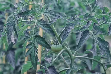 بنفش شدن برگ گوجه فرنگی