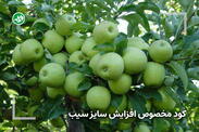 کود مخصوص درشت شدن سیب