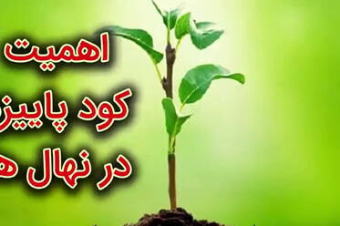اهمیت کود پاییزه در نهال‌ها