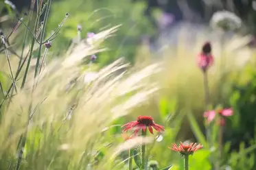 گردش هوا برای گیاهان