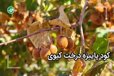کود پاییزه کیوی