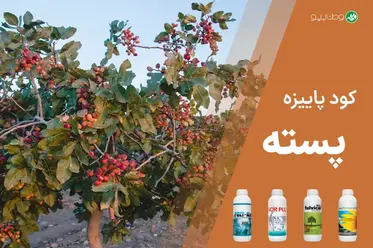 کود پاییزه پسته