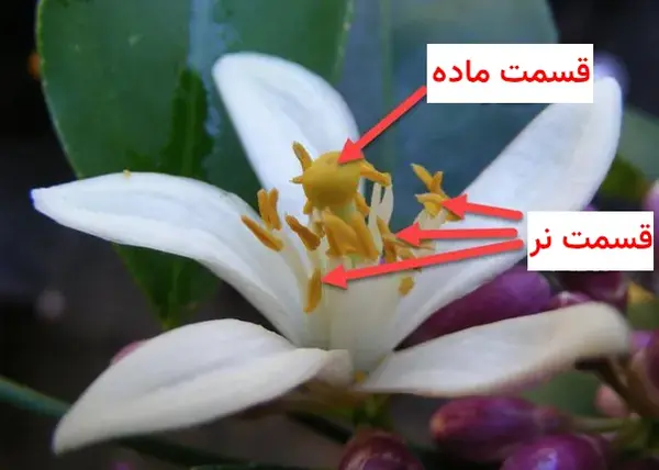 قسمت نر و ماده گل