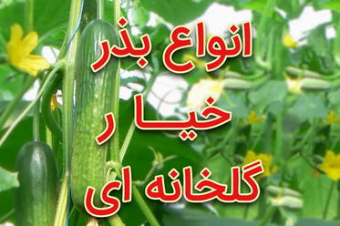 انواع بذر خیار گلخانه ای