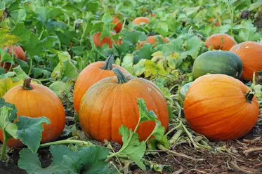 کدو تنبل و بوته در مزرعه